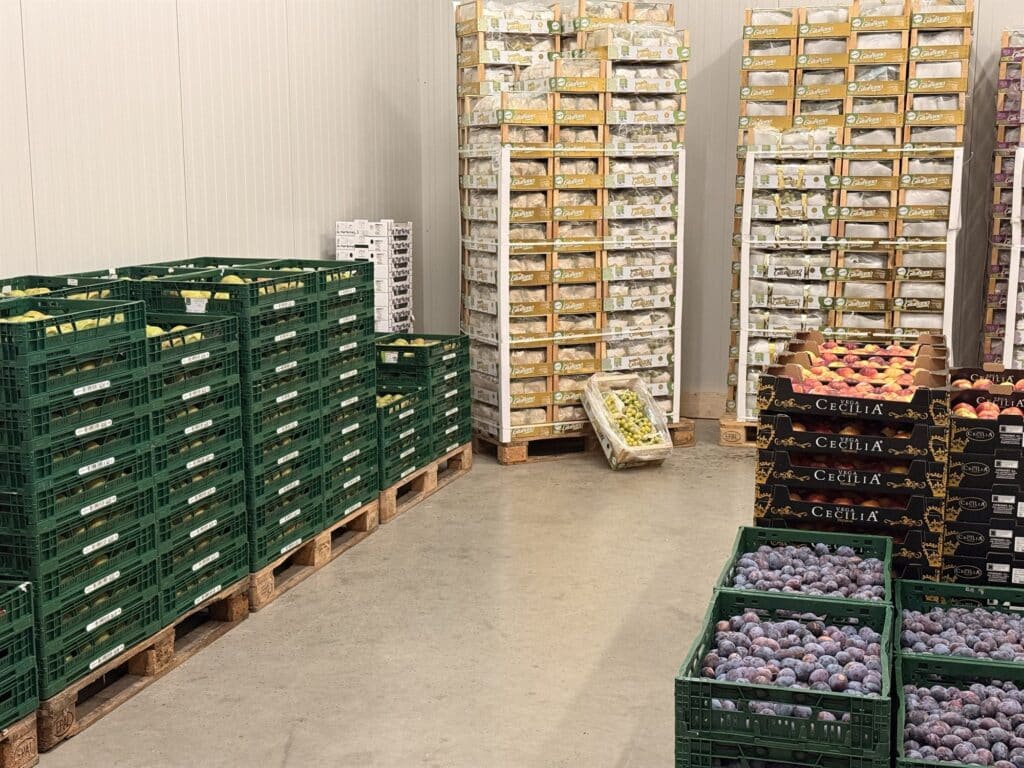 Kühlraum bei Hasan Atula e.K. mit Obstkisten und Paletten voller Trauben, Nektarinen und Pflaumen